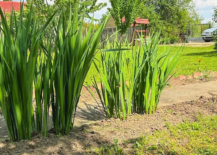 Moja Vojvodjanka Gornja Rogatica